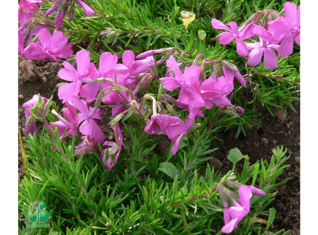 Phlox subulata   'McDaniel's Cushion'